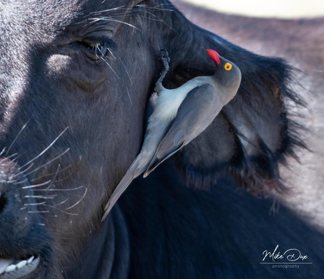 Safari Lodge - Заповедник Амакхала Экстерьер фото