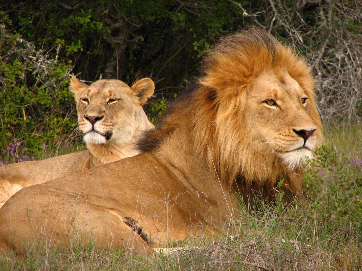 Safari Lodge - Заповедник Амакхала Экстерьер фото