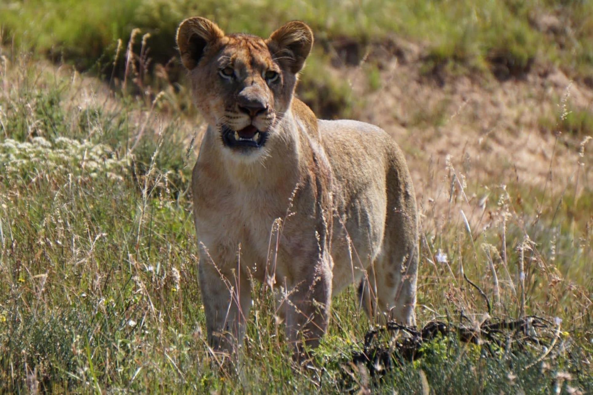 Safari Lodge - Заповедник Амакхала Экстерьер фото